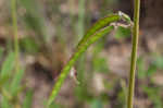 Spiked hoarypea